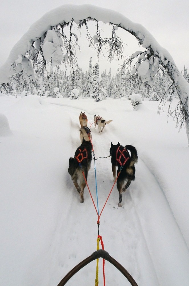 dog-sleigh